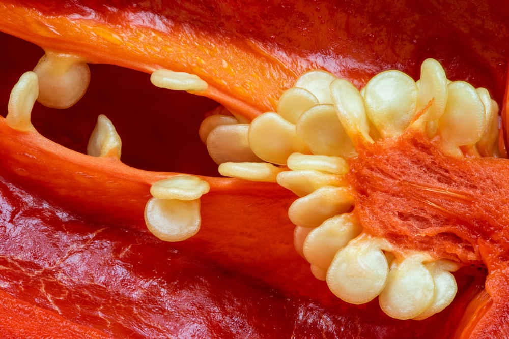 Macro,Shot,Of,A,Ripe,Habanero,Chili,Fruit,,With,Pulp,