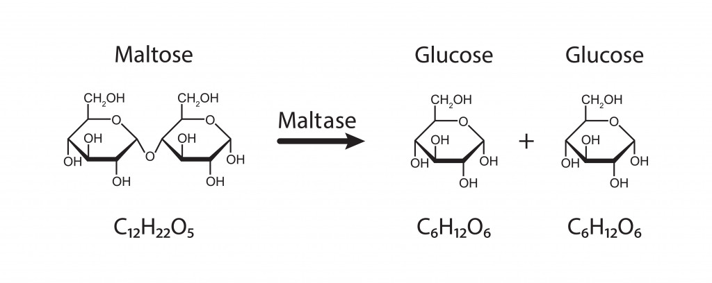 Maltase enzyme Effect On Maltose Sugar Molecule