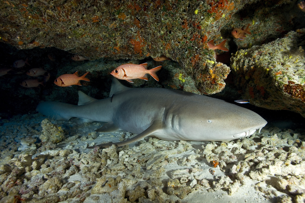 Nurse,Shark,Sleeping,In,An,Underwater,Cave