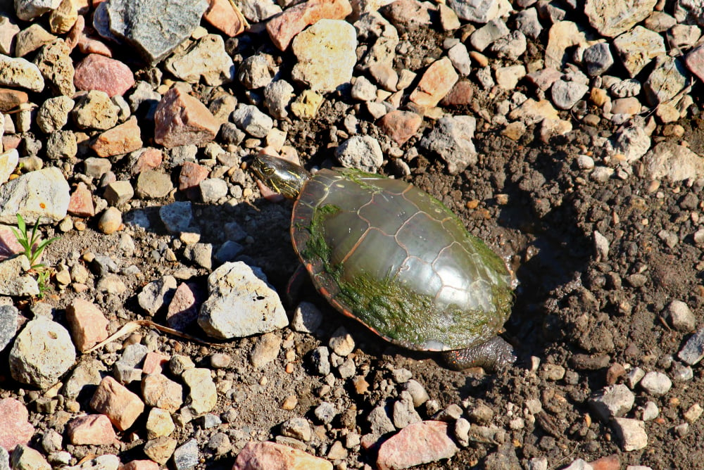 Painted,Turtle,(chrysemys,Picta),Digging,A,Nest,In,Northern,Illinois