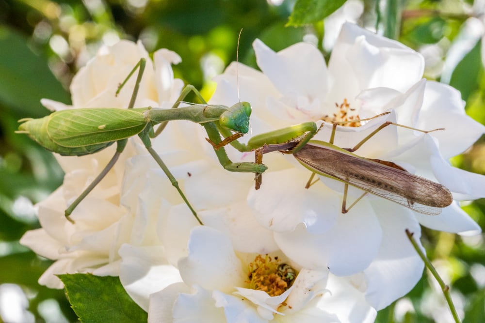 Praying,Mantis,Cannibalizing,Mate