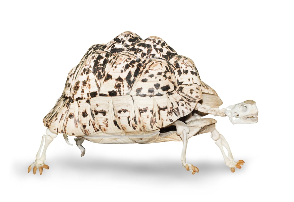 Skeleton,Of,The,Turtle,Walking,On,A,White,Background.