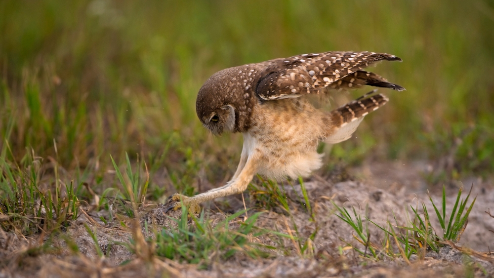 The,Burrowing,Owl,Is,A,Small,,Long-legged,Owl,Found,Throughout