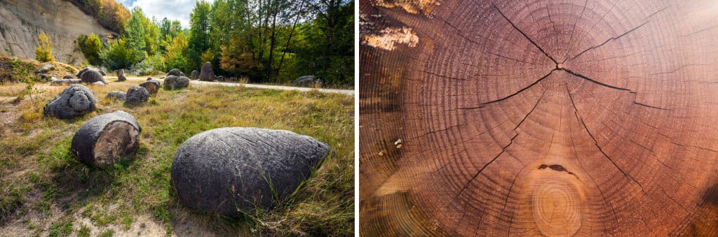 The picture on the left shows a cut trovant with what appears to be rings somewhat similar to the age rings seen inside the tree trunk on the right