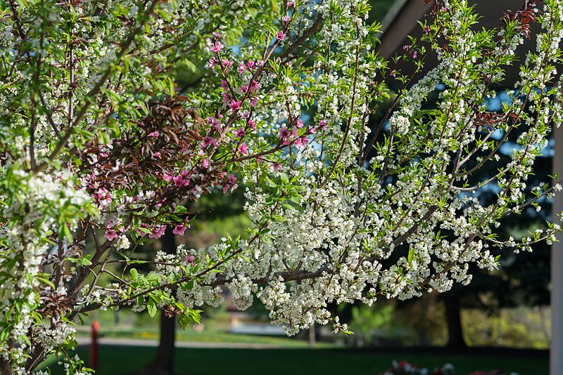 Tree of 40 Fruit