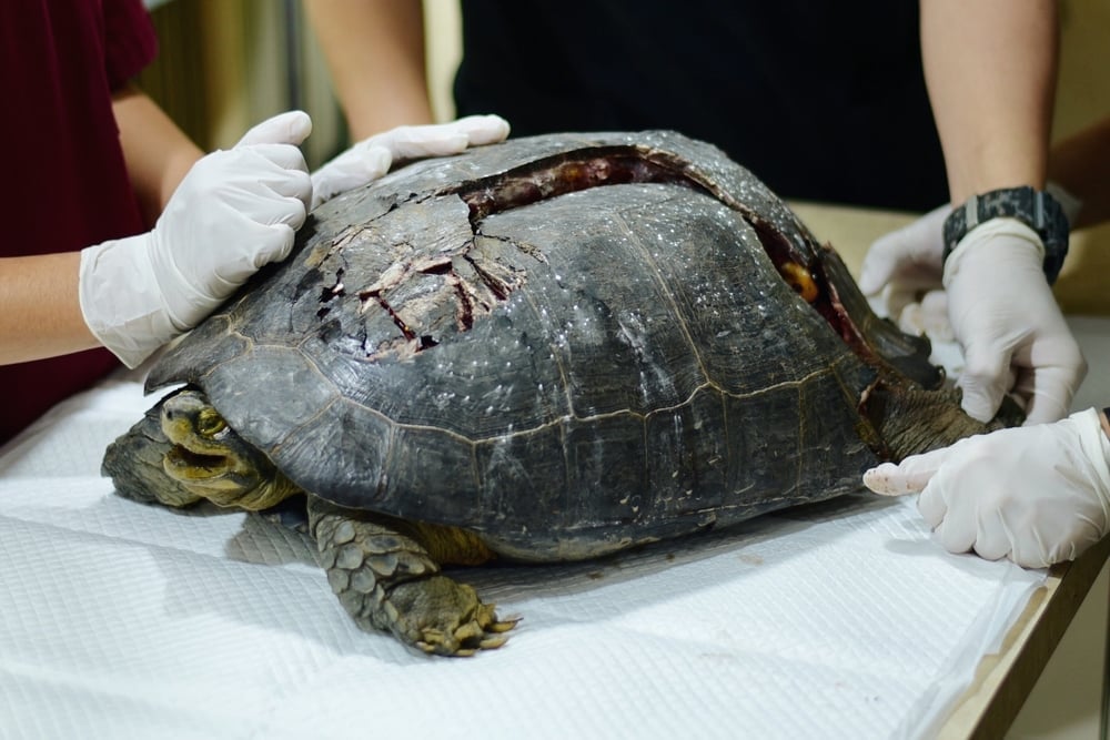 Turtle,With,Broken,Shell,In,Exotic,Pet,Hospital.