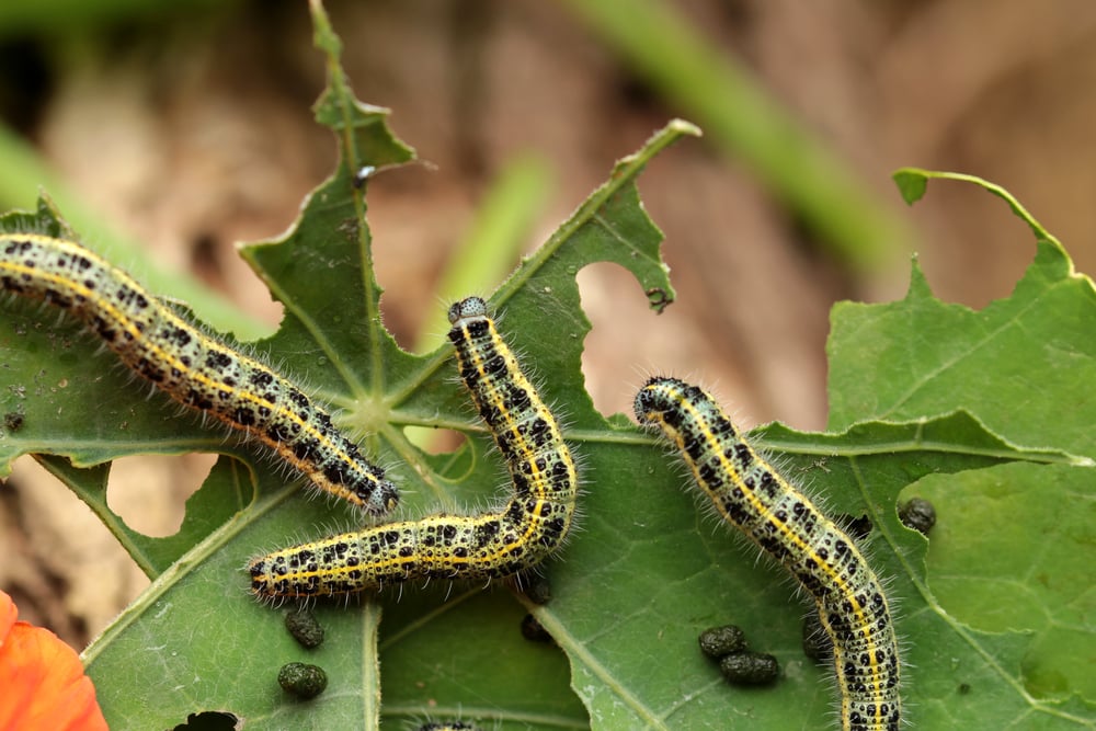 White,Cabbage,Caterpillars