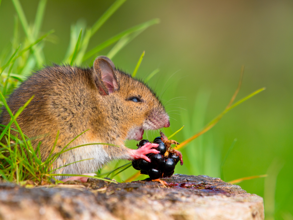 Wild,Wood,Mouse,Taking,A,Bite,Of,A,Blackberry,On