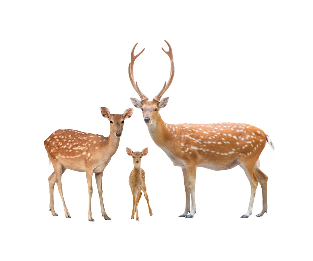 Beautiful,Sika,Deer,Family,Isolated,On,White,Background