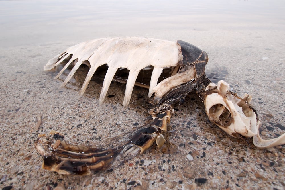 Dead,Green,Turtle,Skeleton,With,Skull