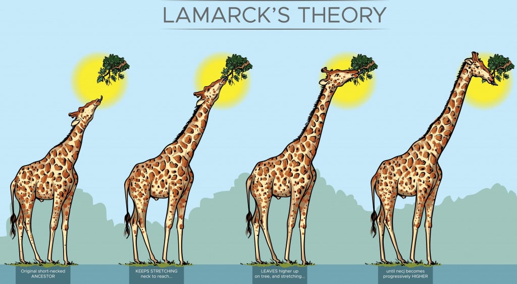 evolution of giraffe's neck by Lamarck's theory