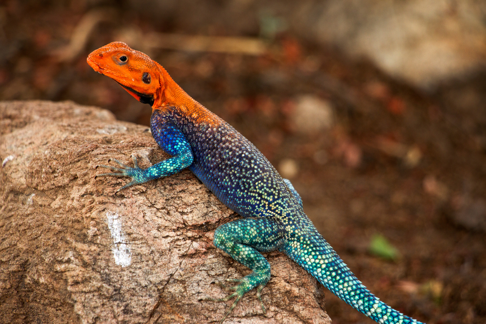A,Male,Red,Headed,Rock,Agama,In,Full,Breeding,Colours.
