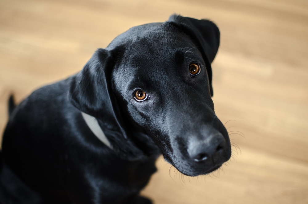 Black,Dog,Labrador,Retriever,Closeup,Face,And,Look,,Neutral,Background