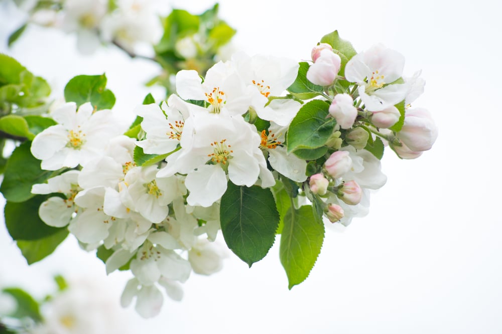 Blooming,Apple,Tree.,Spring,Flowering,Of,Trees.,Apple,Tree,Flower