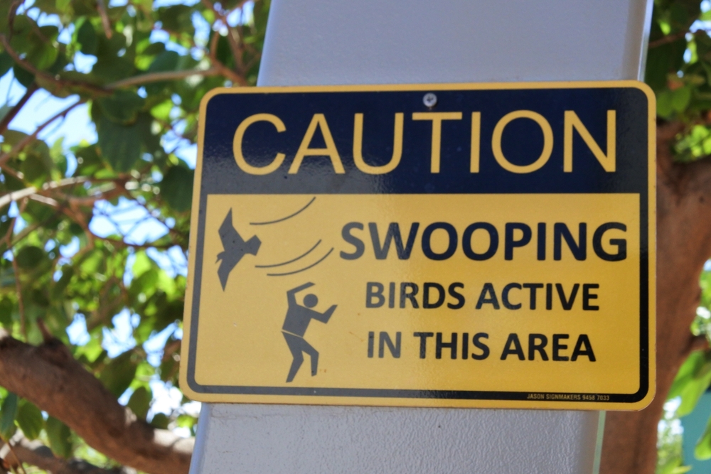 Exmouth,,Wa,-,May,18,2022:caution,Swooping,Birds,Active,In