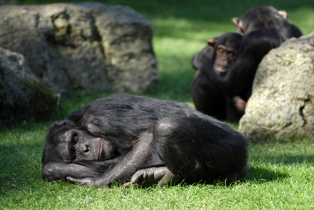 Chimpanzee,Lying,And,Sleeping