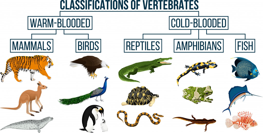 Classification of vertebrates animals