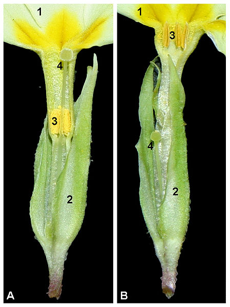 Distyly primula