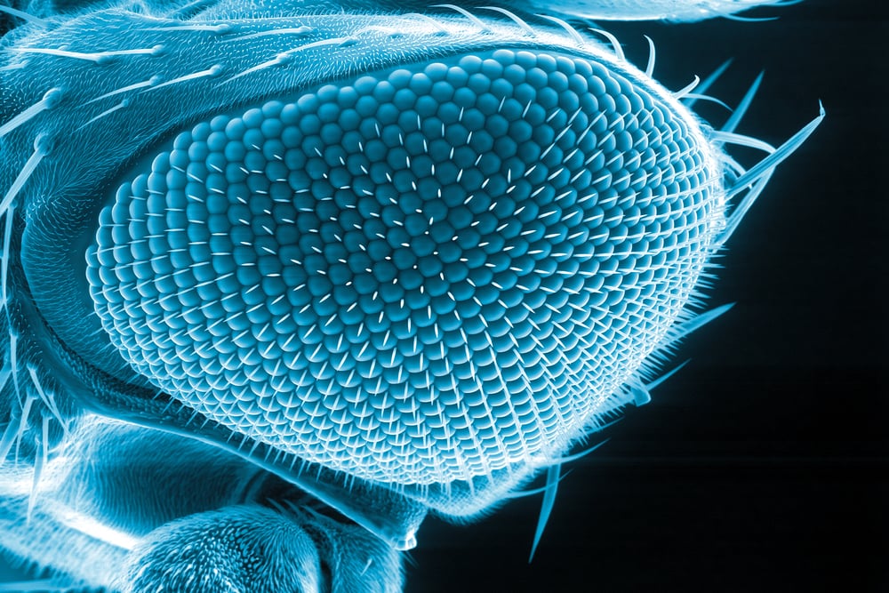 Eye,Of,A,Fruit,Fly,,Drosophila,Melanogaster,,Scanning,Electron,Microscopy