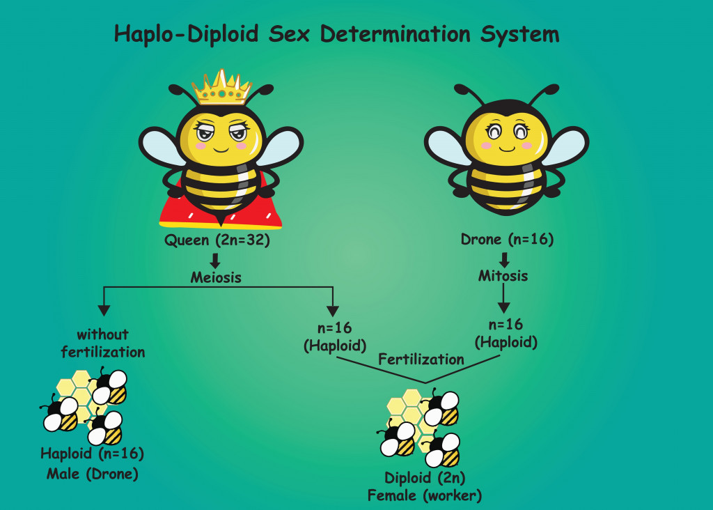 Haplo-diploid sex determination system in honey bees