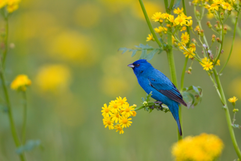 Indigo,Bunting,(passerina,Cyanea),Male,On,Butterweed,(senecio,Glabellus),,Marion,