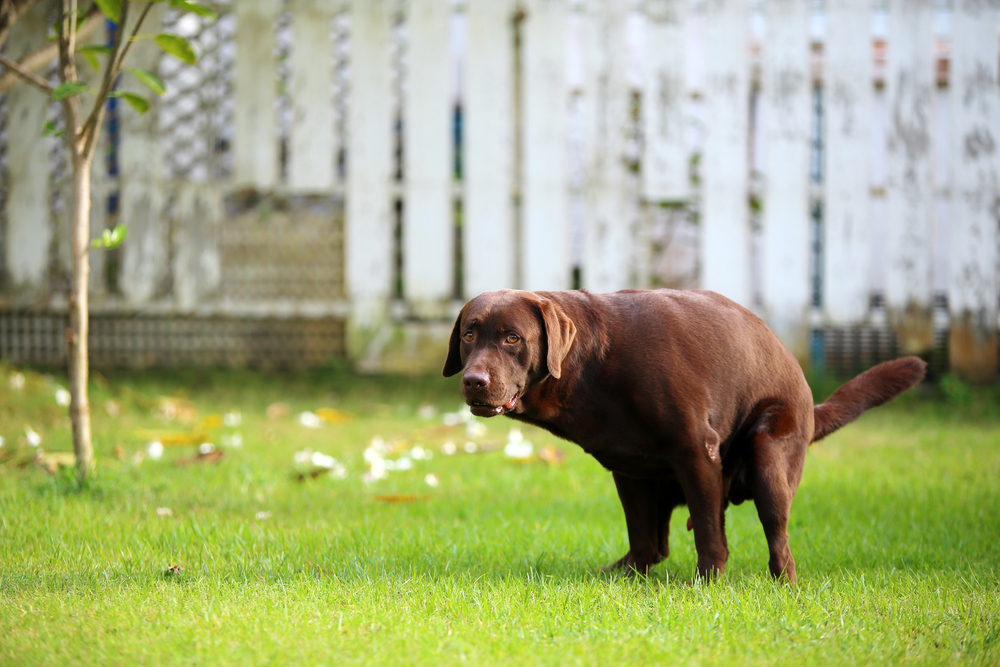 Labrador,Retriever,Poop,,Dog,In,The,Park,,Dog,Shit