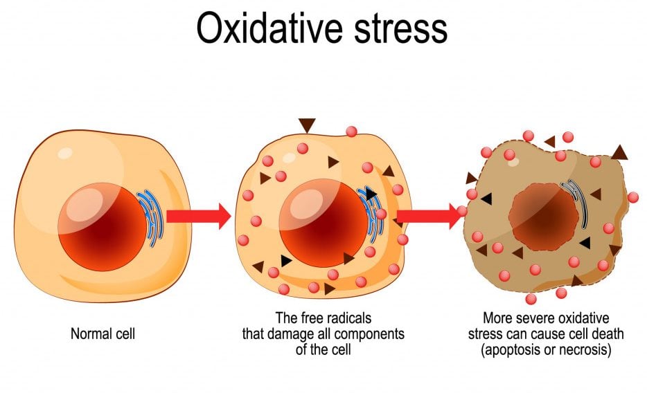 Oxidative stress. From Normal cell, to Oxidative stress and aggressive free radicals, cell death. Vector diagram for your design, educational, science and medical use