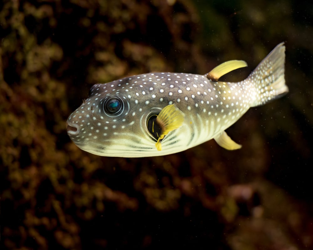 Puffer,Fish,With,Big,Blue,Eyes,And,Yellow,Fins