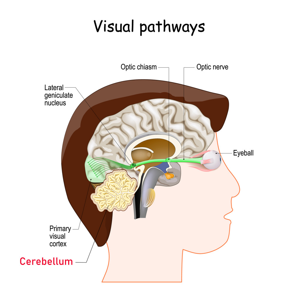 cerebellum