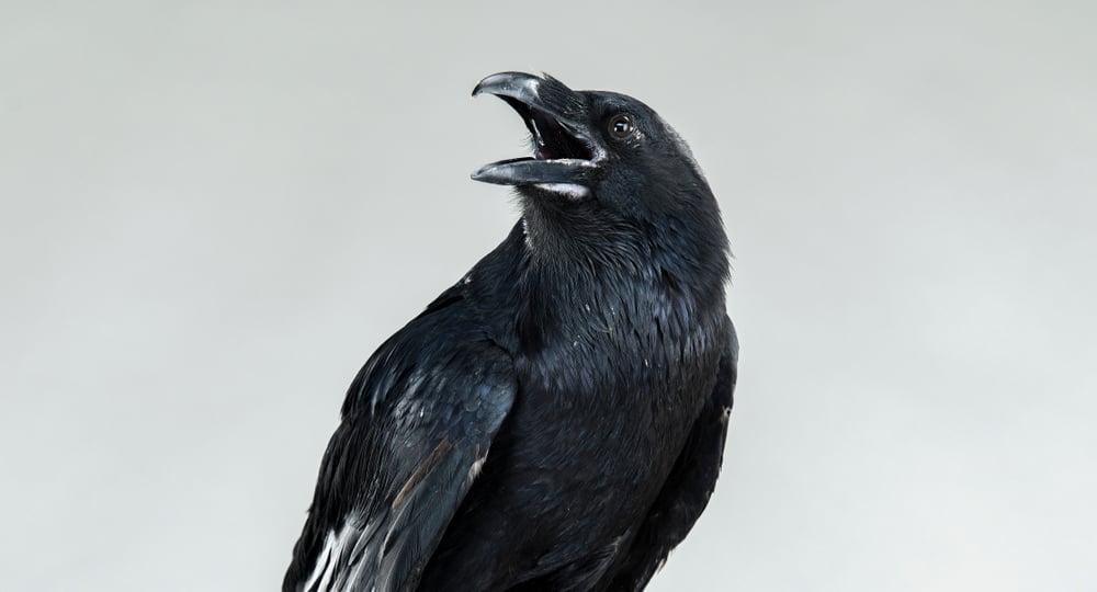 Screaming,Black,Raven,Portrait