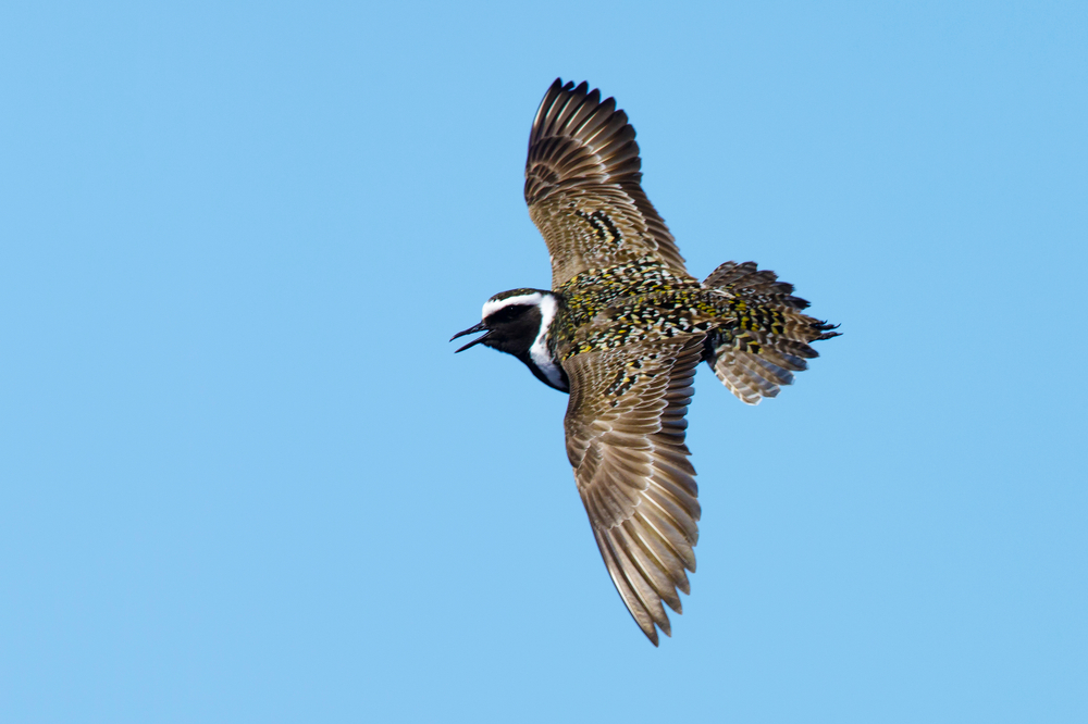 Adult,Male,American,Golden,Plover,(pluvialis,Dominica),In,Breeding,Plumage