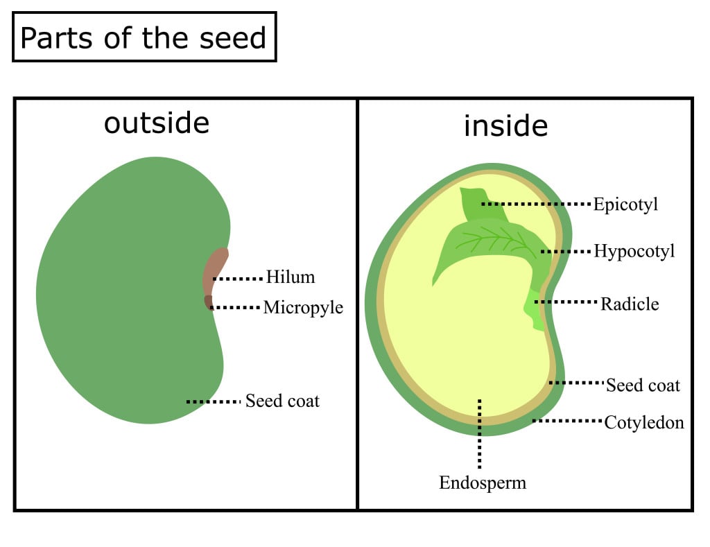 Anatomy of a seed