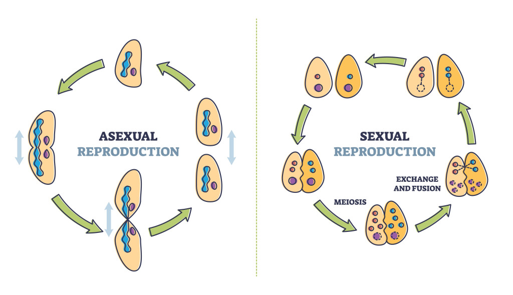 Asexual vs sexual cellular reproduction types comparison outline diagram