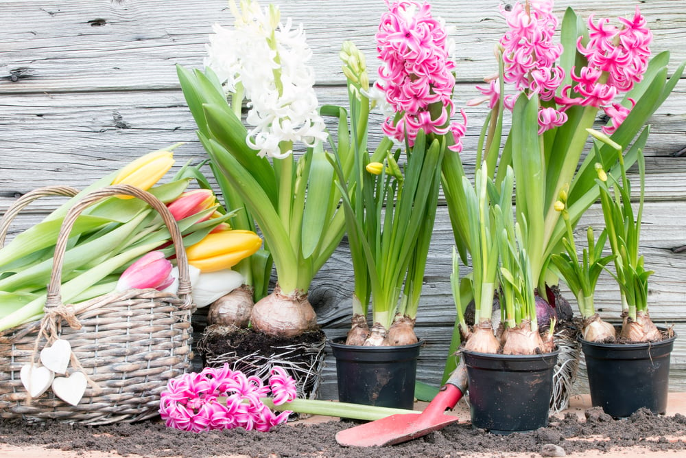 Blooming,Hyacinths,In,Spring,For,Easter,On,Wood