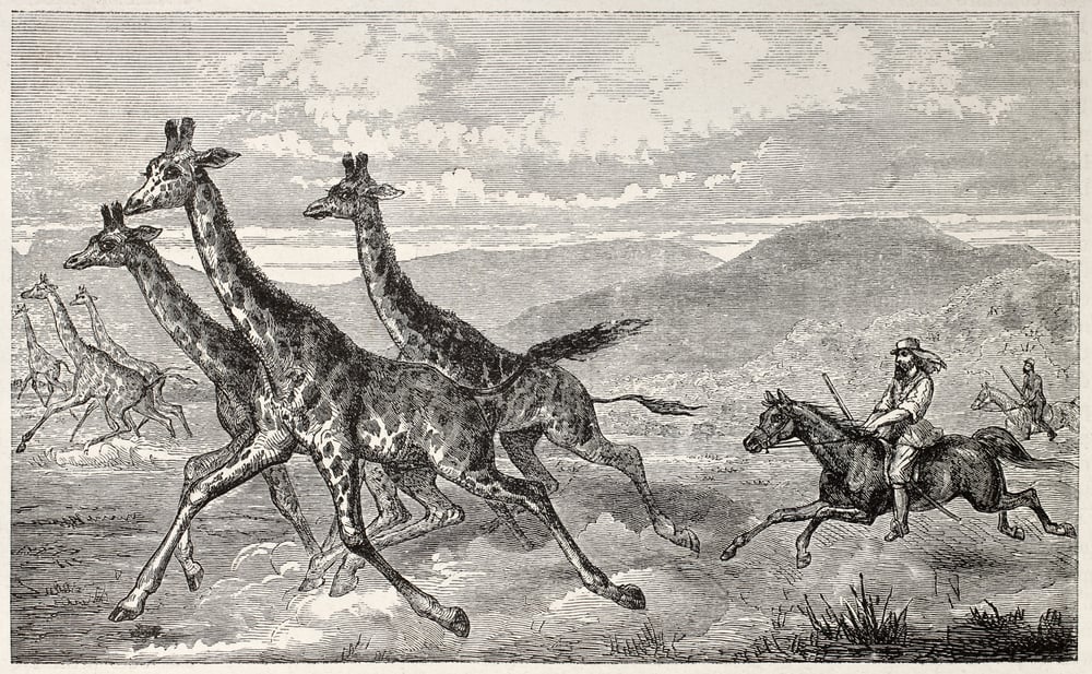 British,Explorer,Sir,Samule,Baker,Hunting,Giraffe.,By,Unidentified,Author,