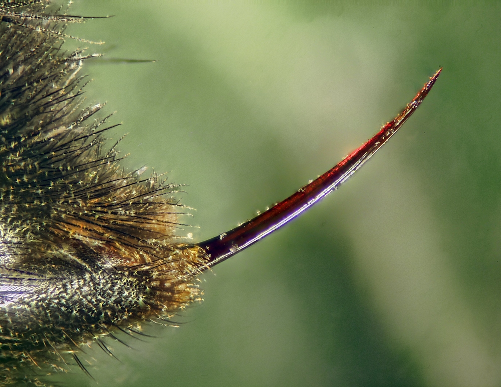 Bumble,Bee,Stinger,,Abdomen,,Hair,And,Pollen