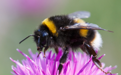 Bumblebee,,Bombus,Terrestris