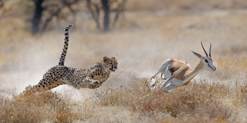 Cheetah,Hunting,Springbuck,In,Etosha,National,Park
