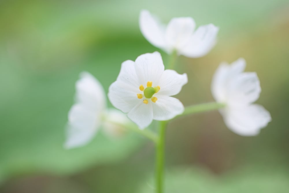 https://www.scienceabc.com/wp-content/uploads/2023/03/Diphylleia-grayi.jpg