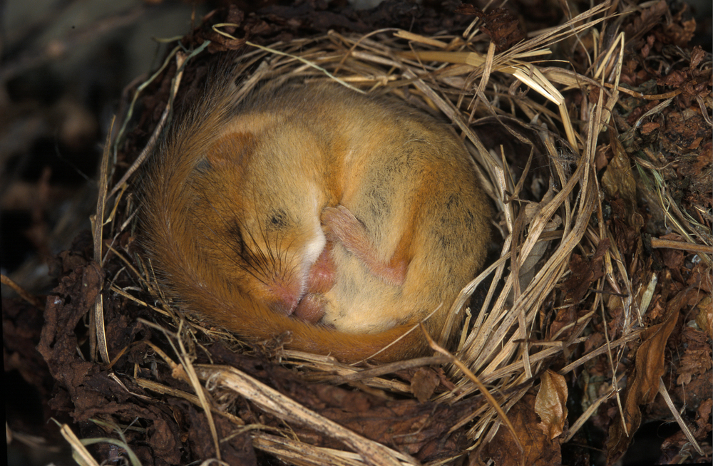 Hazel,Dormouse,In,Hibernation