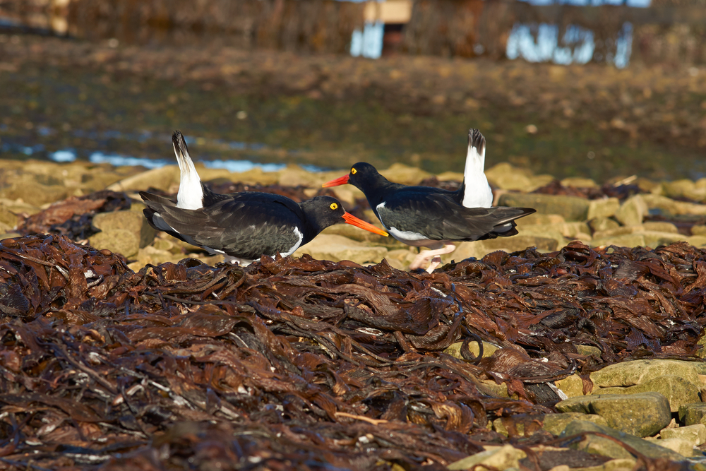 Pair,Of,Magellanic,Oystercatchers,(haematopus,Leucopodus),Displaying,On,The,Shore