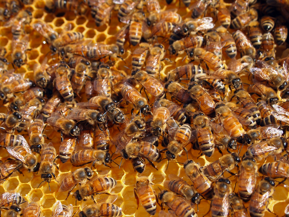 Productive,Members,Of,A,Healthy,Honeybee,Colony,Working,In,Their