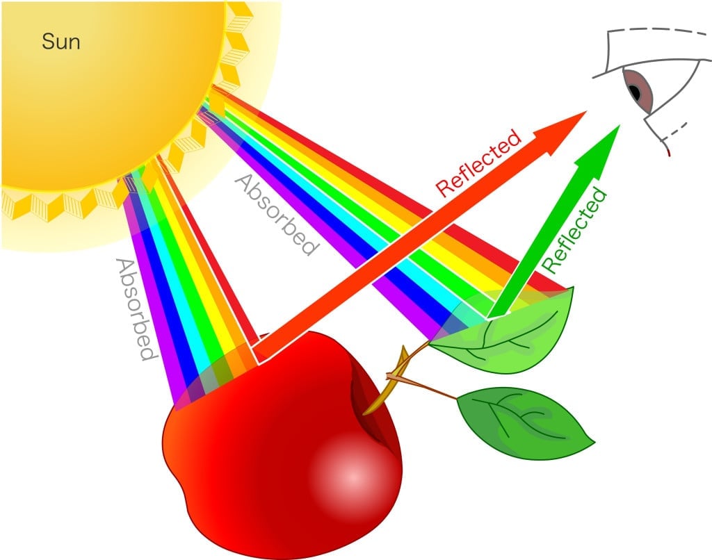 https://www.scienceabc.com/wp-content/uploads/2023/03/Seeing-colors-reflection-of-red-apple-and-green-leaf-on-eye.-Effect-of-white-light-on-materials.-Examples.-Reflected-absorbed-transmitting..jpg