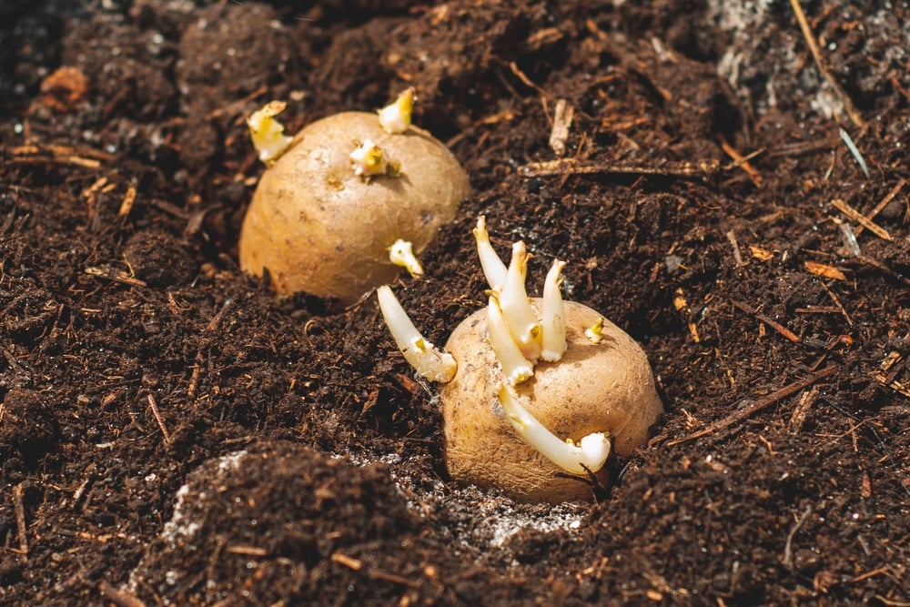 Sprouted,Potatoes,Before,Planting,,In,A,Hole,With,Humus,And