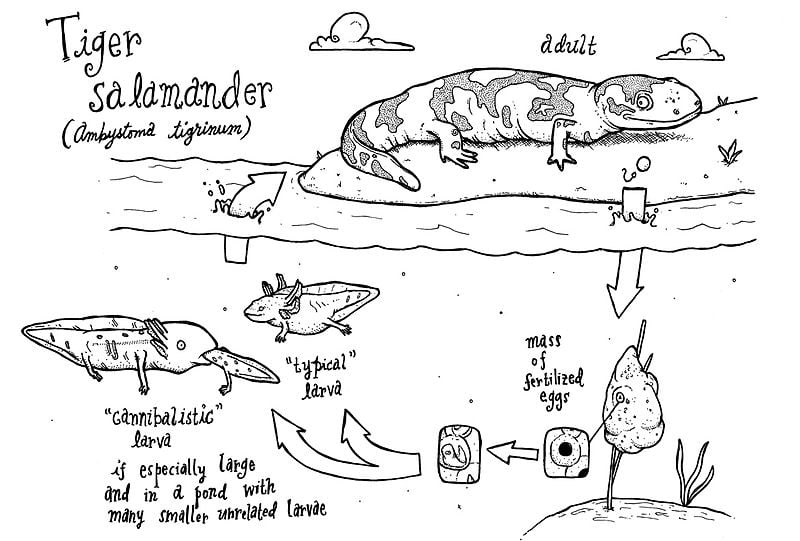 Tiger salamander cycle