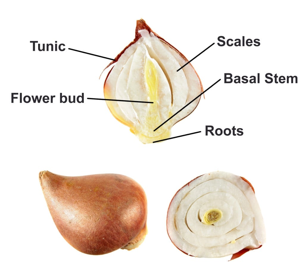 tulip bulb