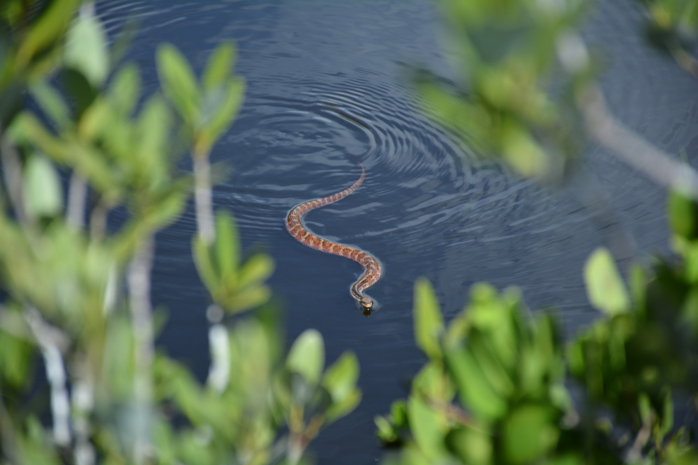 Corn,Snake,Swimming,In,Dark,Blue,Natural,Pond,In,Florida