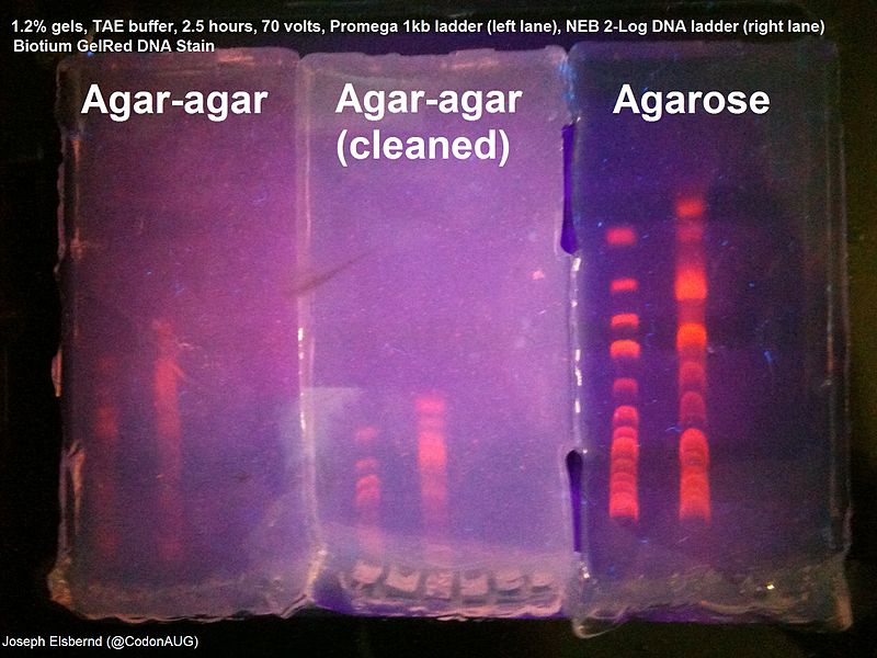 I compared the quality of 3 different gel materials for electrophoresis of DNA