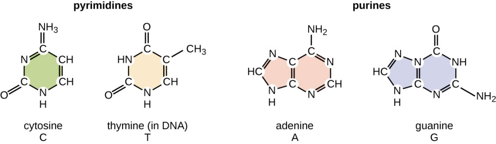 OSC_Microbio_10_02_Bases