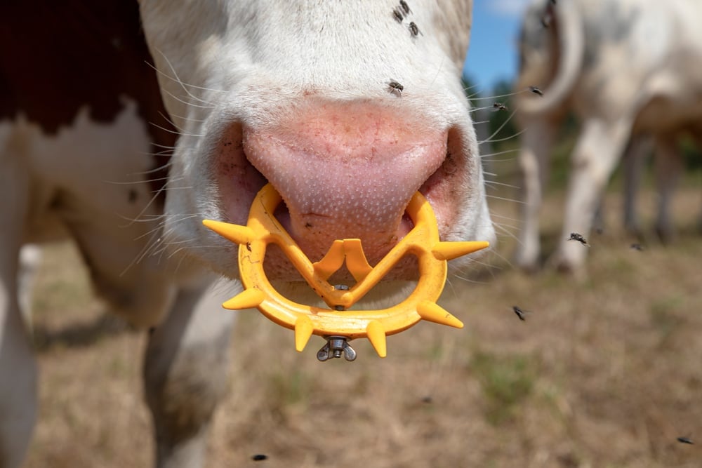 Pink,Nose,Of,A,Cow,With,Spiked,Nose,Ring,,A